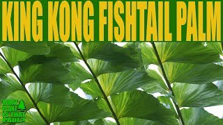 KING KONG FISHTAIL PALM  Caryota Gigas [upl. by Suelo677]