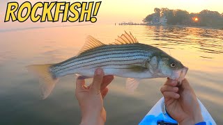 Catching ROCKFISH In The Shallows Chesapeake Bay Kayak Fishing [upl. by Gemmell]