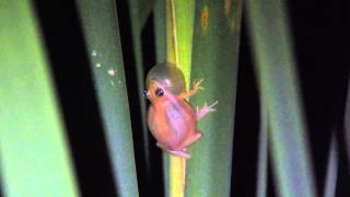 Scinax fuscomarginatus vocalizando [upl. by Kleper]