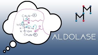 Aldolase Mechanism [upl. by Assina]