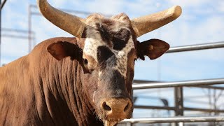 PBR Legend Bushwacker [upl. by Maddalena]