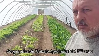 Producción Cooperativo Tilisarao [upl. by Ahtela]