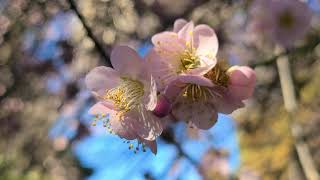 Purpleleaf plum tree Prunus x blireiana [upl. by Abramo509]