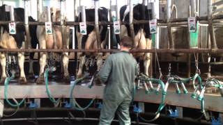 Binnenmelker  draaimelkstal  Milking Carousel  melkstand salle de traite rotative GEA [upl. by Nylyak]