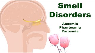 Smell Disorders Anosmia Phantosmia and Parosmia Why and What Happens [upl. by Hewart453]