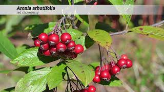 red chokeberry Aronia arbutifolia [upl. by Akenal]