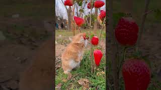 Cute Rabbit Munches on a Strawberry 🍓🐰 ASMR [upl. by Eednar]