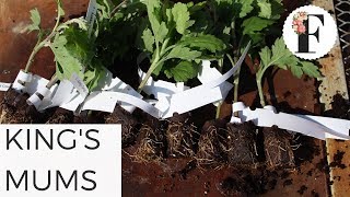 Kings Mums Chrysanthemum Haul Woohoo Cut Flower GardeningEasy to Grow Flowers [upl. by Goodkin]