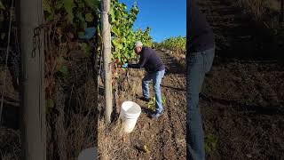 Art Fernandez Picking Grapes in Oregon [upl. by Isador]