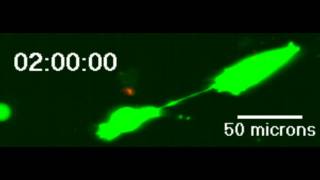 Example of intercellular transfer of proteins GFP via tunneling nanotubes connnecting cancer cells [upl. by Florin978]