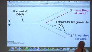 Kevin Aherns BiteSized Biochemistry 42  DNA Replication Repair Recombination II [upl. by Truc]