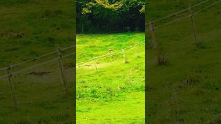 UK Buzzard 6ft wingspan birdofprey hawk buzzard ukbirds birdspotting ornithologist [upl. by Ardra]