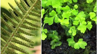 Propagating ferns from SPORES EASY  إكثار السرخس الخنشارالفوجير إنطلاقاً من الأبواغ [upl. by Faires72]