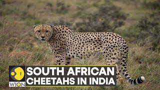 WION Climate Tracker South African Cheetahs to roam in India soon  Latest News  Top News  WION [upl. by Herzen]