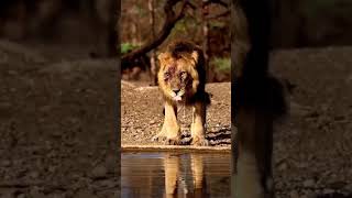 Crocodile stalking baby lionanimals wildlife wildanimals foryou fyp [upl. by Niwrek]