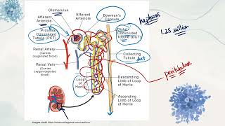 IB Biology D33 Homeostasis  AHL [upl. by Ahterod]