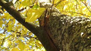 Two trees squeaking and creaking in the wind [upl. by Rock]