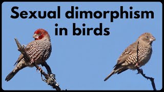 What is SEXUAL DIMORPHISM in birds [upl. by Woo]