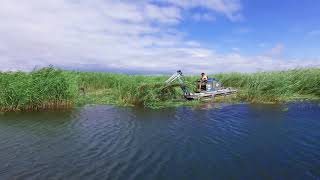 Phragmites  Canadas Worst Invasive Plant  and how communities are fighting back [upl. by Annaul668]