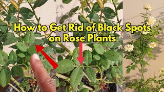 quotHow to Get Rid of Black Spots on Rose Plants StepbyStep Guidequot [upl. by Thetes]