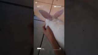 La ocupación de la Cotty🐇🤩 mascotasfelices viralshort lomitos [upl. by Grory]