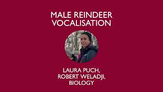 Male reindeer vocalisation offer cues to potential mates [upl. by Eniamaj]