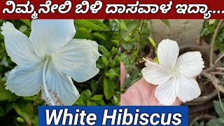 ಬಿಳಿ ದಾಸವಾಳ ಹೂವಿನ ಗಿಡwhite Hibiscus plantshow to grow hibiscus plants gardentips [upl. by Aciret]