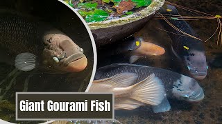 Giant Gourami Fish Pond [upl. by Janie]