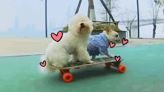 Dog skates with a girl on the riverside but unexpectedly flips over in the end [upl. by Cardew]