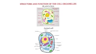 Structure and functions of the cell organelles [upl. by Shalne966]