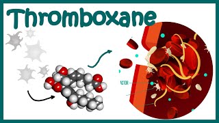 Thromboxane  Structure Biosynthesis and function [upl. by Ylnevaeh487]