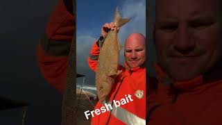 Two night fishing trip in Dongara WA [upl. by Ammann916]