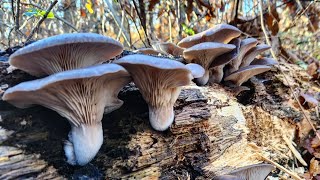 Pleurotus ostreatus bukovača  Beograd 11122023 [upl. by Eiclehc]