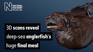 3D scans reveal deepsea anglerfishs huge final meal [upl. by Piotr]