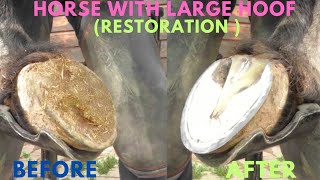 Shire Horse  Satisfying Full Horse Hoof Restoration [upl. by Harutak]