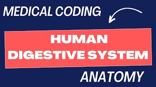 Digestive System  Human Anatomy  Medical Coding medicalcoding medicalcodinginterview anatomy [upl. by Ynej]