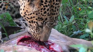 Leopard Feast Watch As Majestic Male Devours A Kudu [upl. by Milore]