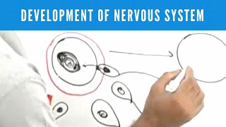 Introduction to Neuroanatomy  Neuroscience  Neurophysiology [upl. by Hoang]