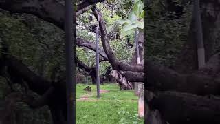 Pillala Marri Tree  Largest Banyan Tree  Mahabubnagar  Telangana [upl. by Micki950]