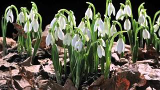 EARLY SPRING snowdrop flower time laps Sir David Attenboroughs opinion [upl. by Inverson]