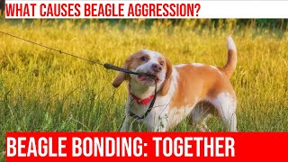 Preventing Beagle Aggression Towards Humans Socialization Strategies [upl. by Melessa796]