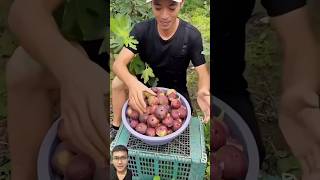 Harvesting figs in the garden sonasmr [upl. by Couchman]