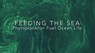 Feeding the Sea Phytoplankton Fuel Ocean Life [upl. by Namra919]