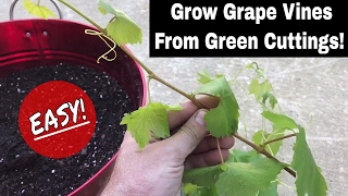 How To Regrow Grape Vines From Fresh Cuttings [upl. by Veats483]