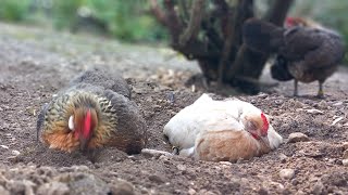 Holländische Zwerghühner im Juli [upl. by Odrarej]