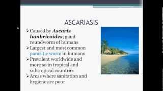 Parasitology Ascariasis Ascaris lumbricoides [upl. by Aicilana]