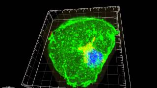 GLUT4 in an insulin stimulated adipocyte [upl. by Pretrice]