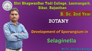 BSc2nd YearBotanyDevelopment of Sporangium in SelaginellaDr Jitendra Kantiya  SBDT College [upl. by Eudosia563]