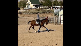 National Show Horse Sport Horse training [upl. by Eceinhoj]