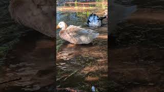 Saxony and Cayuga ducks enjoying time in the water [upl. by Neemsay]